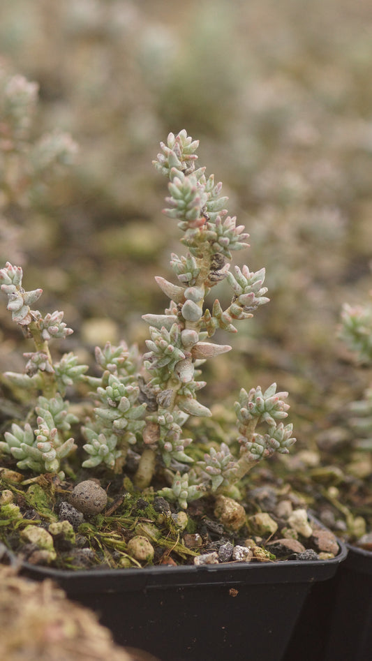 Sedum booleanum - Feuerrotes Fettblatt