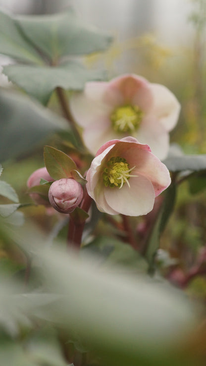 Helleborus x ericsmithii 'Angel Glow' - Christrose