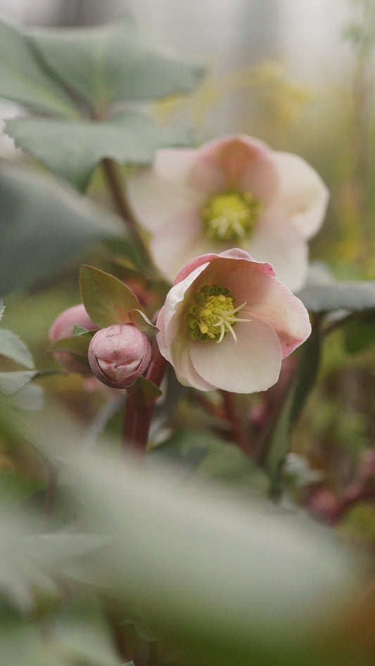 Helleborus x ericsmithii 'Angel Glow' - Christrose