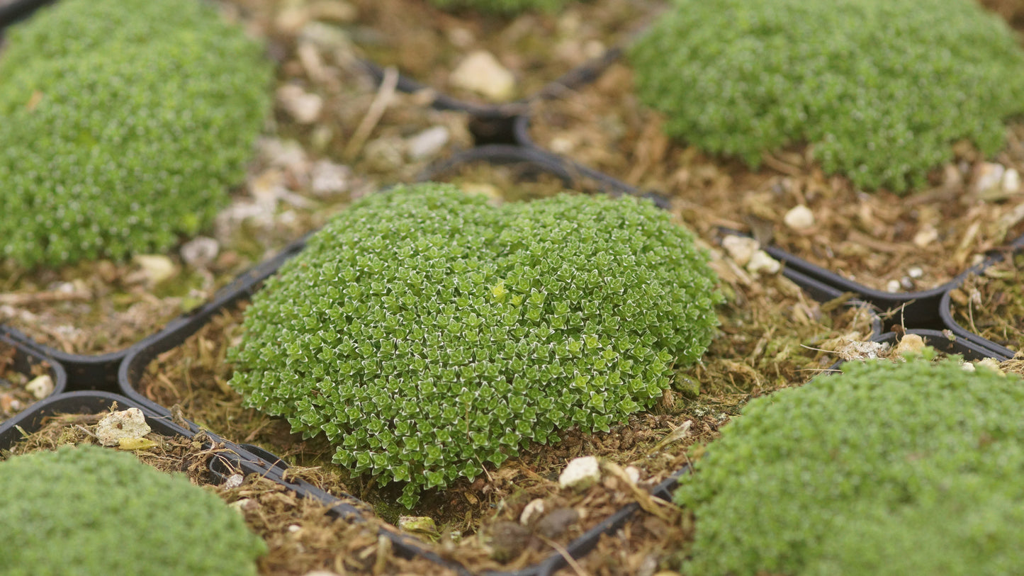 Arenaria alfacariensis - Sandkraut