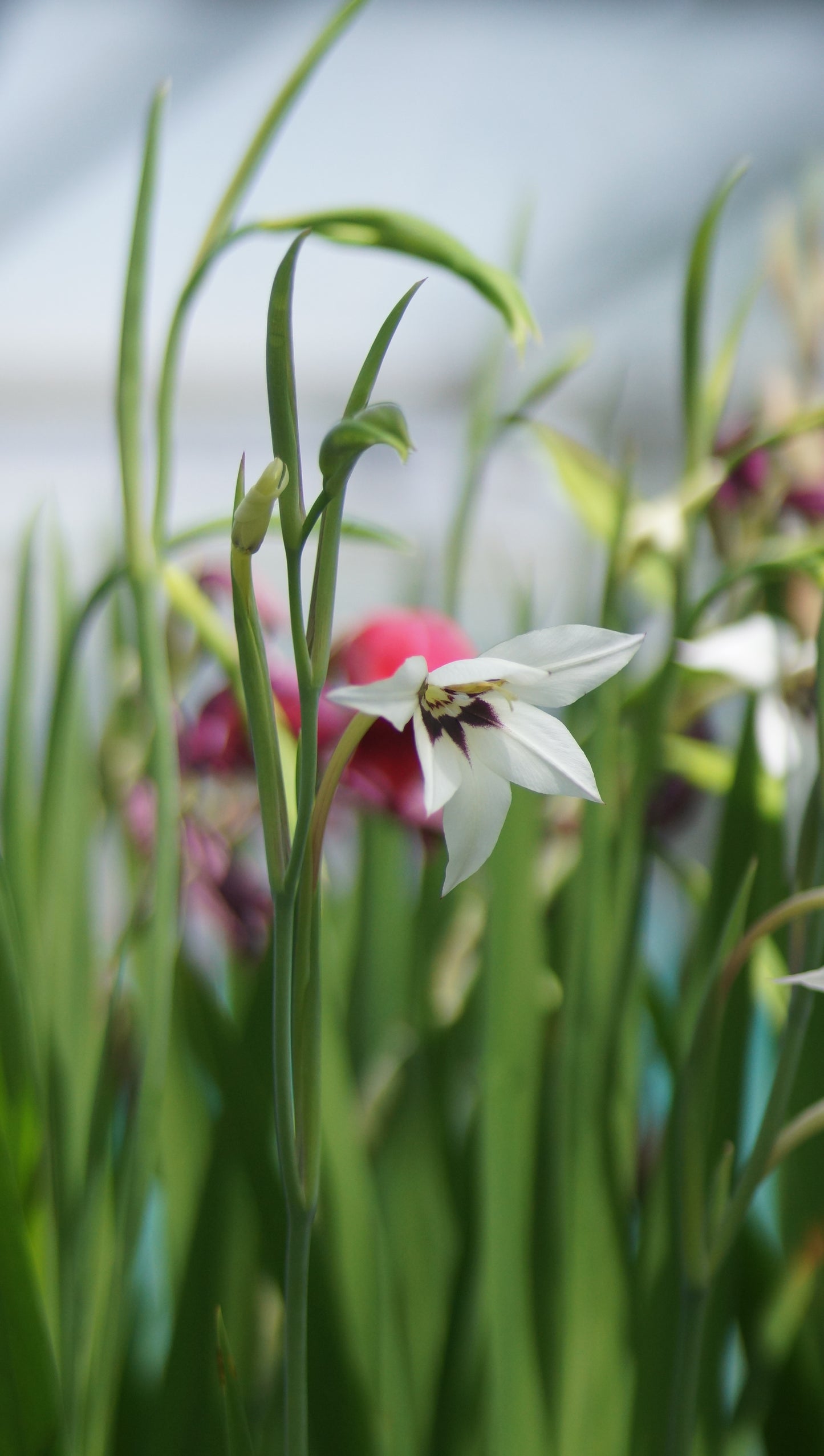 Gladiolus murielae (Syn. Acidanthera murielae) - Abessinische Gladiole