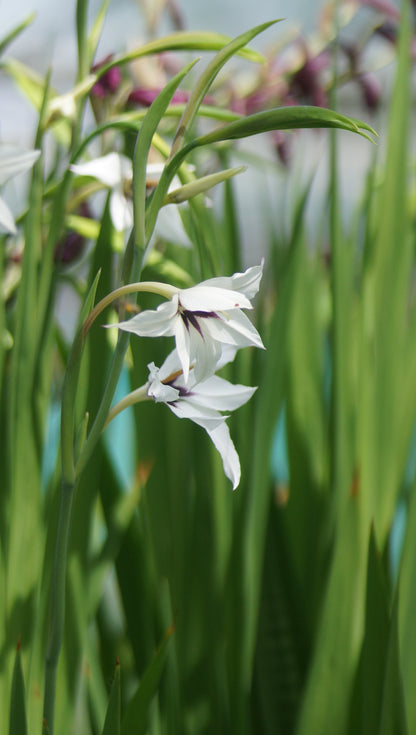 Gladiolus murielae (Syn. Acidanthera murielae) - Abessinische Gladiole