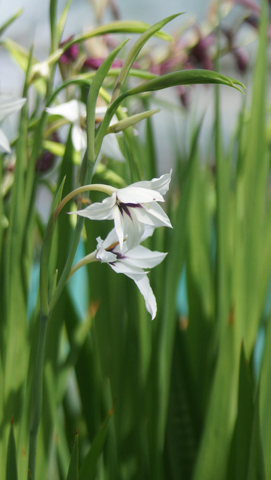 Gladiolus murielae (Syn. Acidanthera murielae) - Abessinische Gladiole
