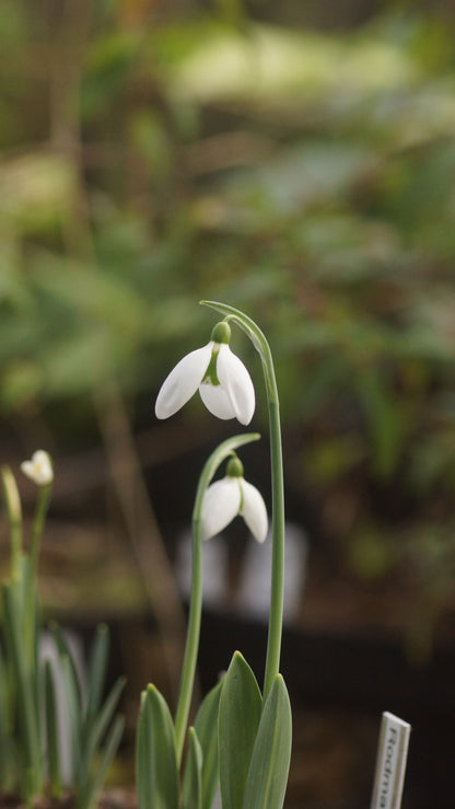 Galanthus elwesii - Elwes-Schneeglöckchen