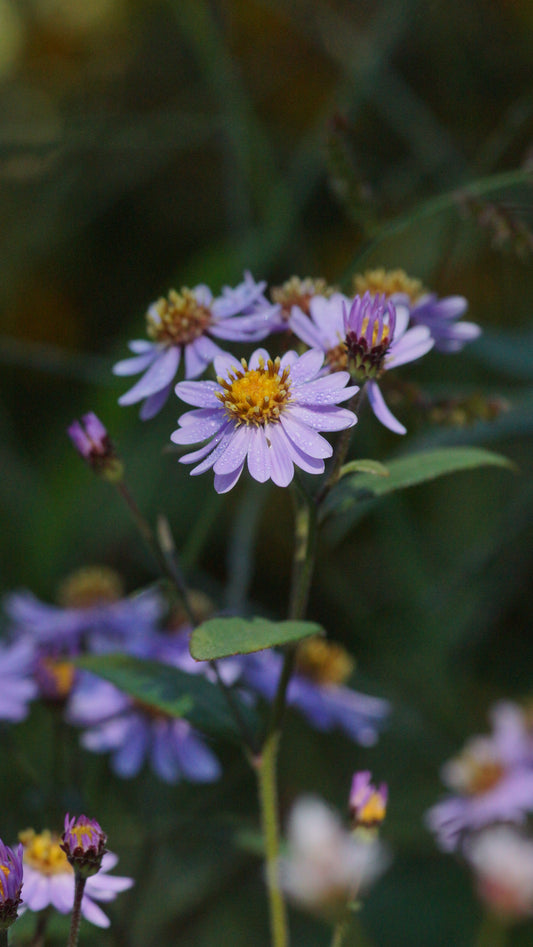 Aster ageratoides 'Harry Schmidt' - Wild-Aster