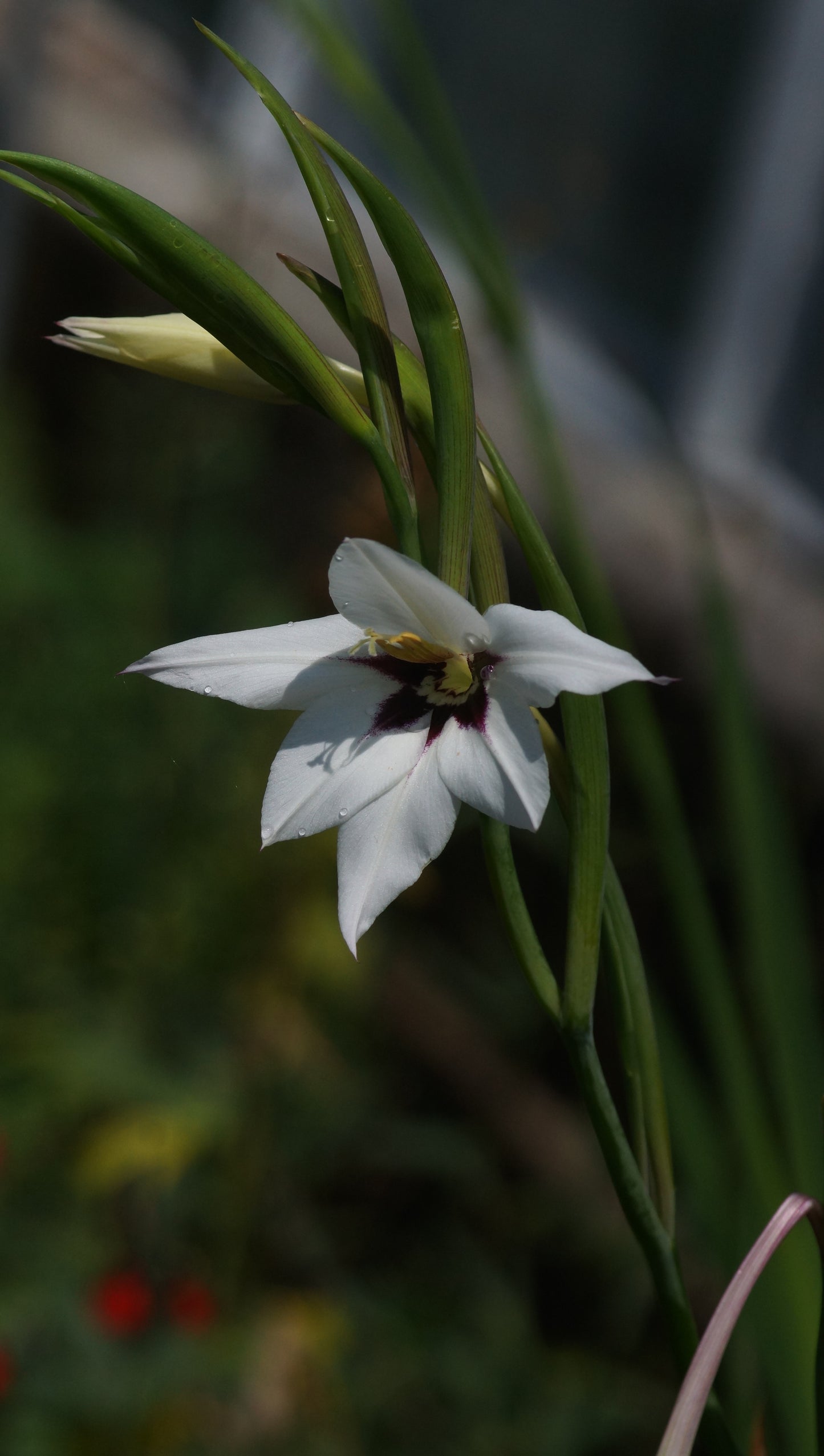Gladiolus murielae (Syn. Acidanthera murielae) - Abessinische Gladiole