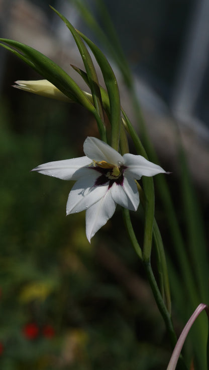 Gladiolus murielae (Syn. Acidanthera murielae) - Abessinische Gladiole