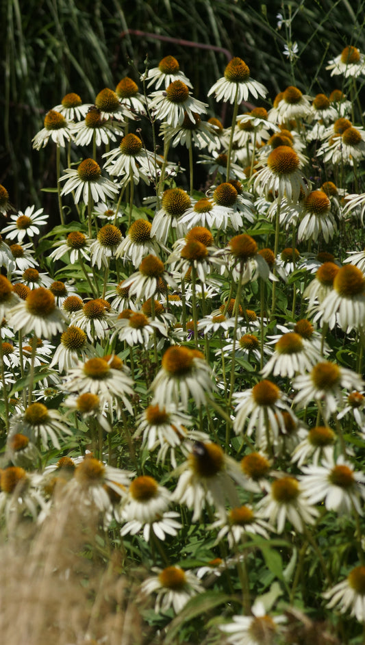Echinacea purpurea 'Alba' - Purpur-Sonnenhut