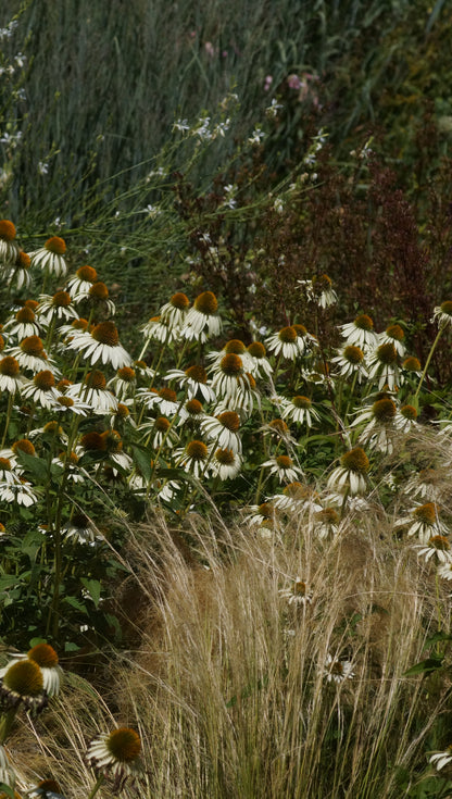 Echinacea purpurea 'Alba' - Purpur-Sonnenhut
