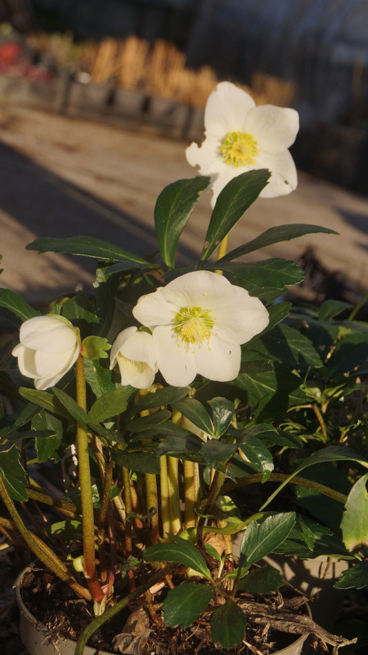 Helleborus niger - Christrose