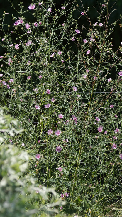 Althea cannabina - Hanfblättriger Eibisch