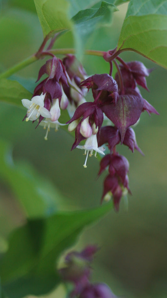 Leycesteria formosana 'Purple Rain' - Karamellbeere