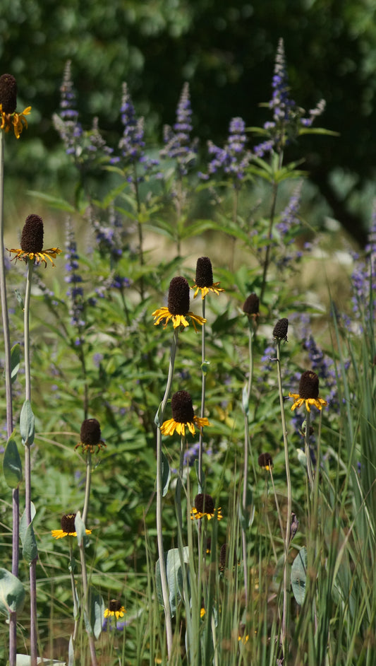 Rudbeckia maxima - Riesen-Sonnenhut