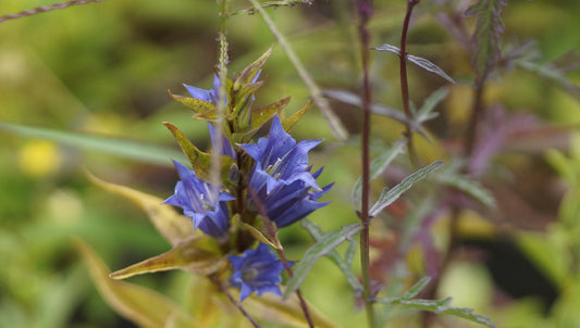 Gentiana asclepiadea - Schwalbenwurz-Enzian