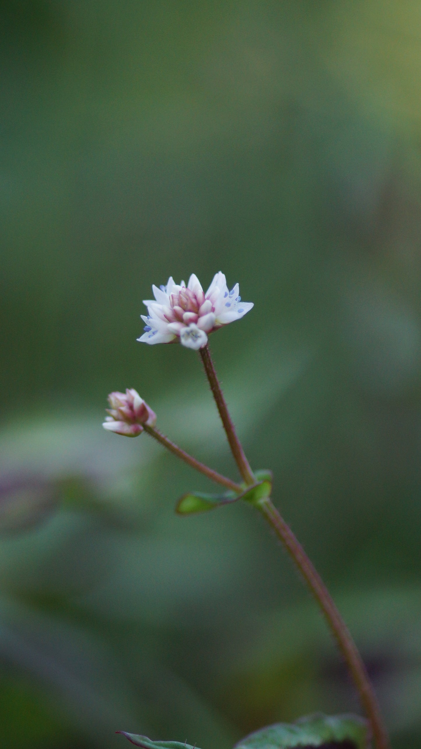 Persicaria runcinata 'Purple Fantasy' - Buntblatt-Knötrich