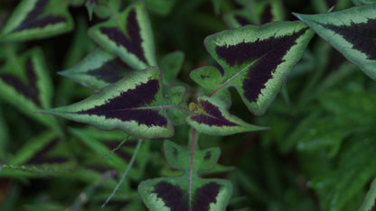 Persicaria runcinata 'Purple Fantasy' - Buntblatt-Knötrich