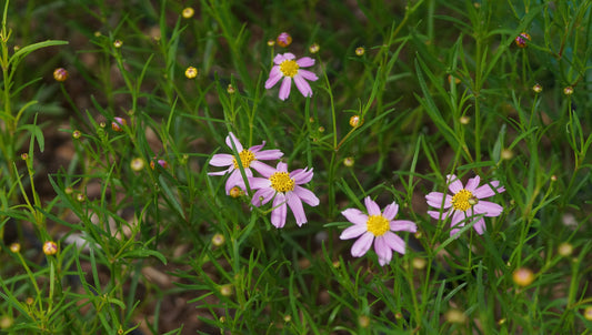 Coreopsis rosea 'American Dream' - Mädchenauge