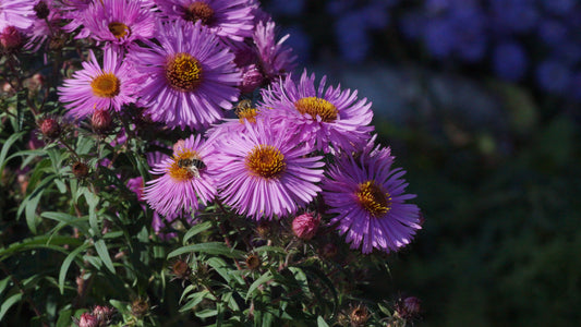 Aster novae-angliae 'Barr's Pink' - Raublatt-Aster