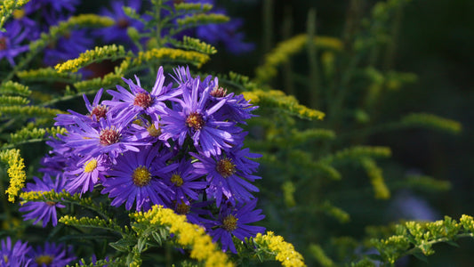Aster Laevis-Hybride ' Davis the Blue' - Glatte Aster