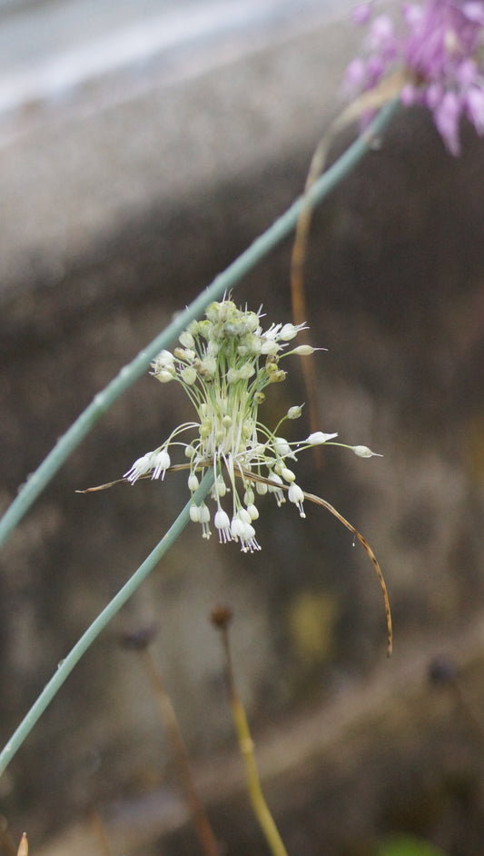 Allium carinatum subsp. pulchellum f. album - Weisser Kiel-Lauch