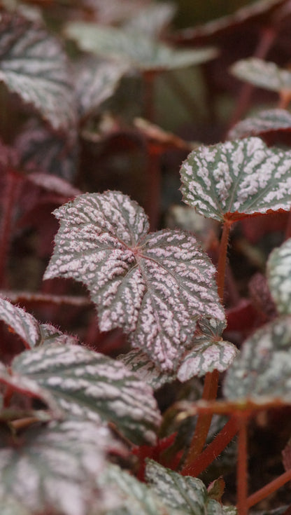 Begonia Hybride 'Little Moon' - Begonie