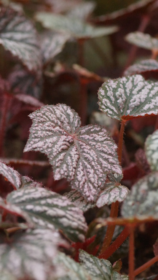 Begonia Hybride 'Little Moon' - Begonie
