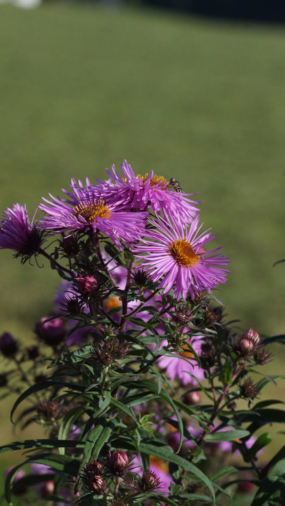 Aster novae-angliae 'Barr's Pink' - Raublatt-Aster