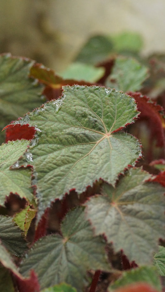 Begonia Hybride 'Harvest Moon' - Begonie