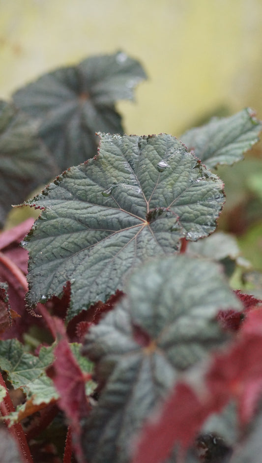 Begonia Hybride 'Dark Side of the Moon' - Begonie