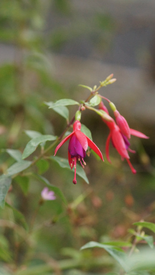 Fuchsia magellanica 'Bernisser Hardy' - Freiland-Fuchsie