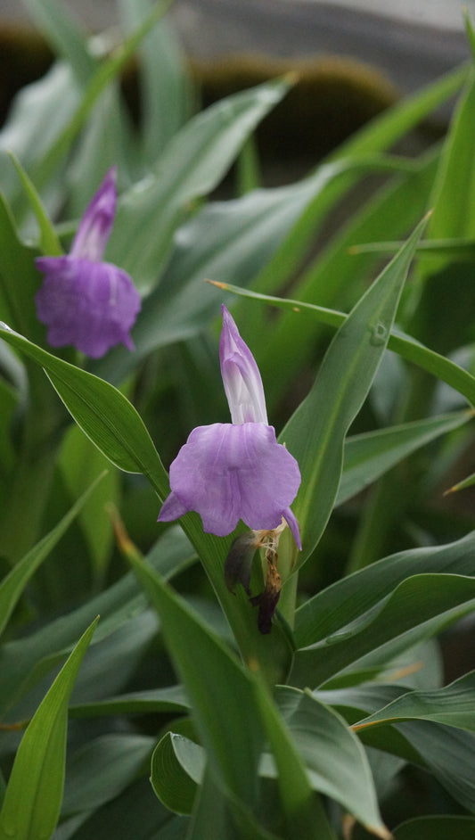 Roscoea purpurea 'Peacock' - Ingwerochidee
