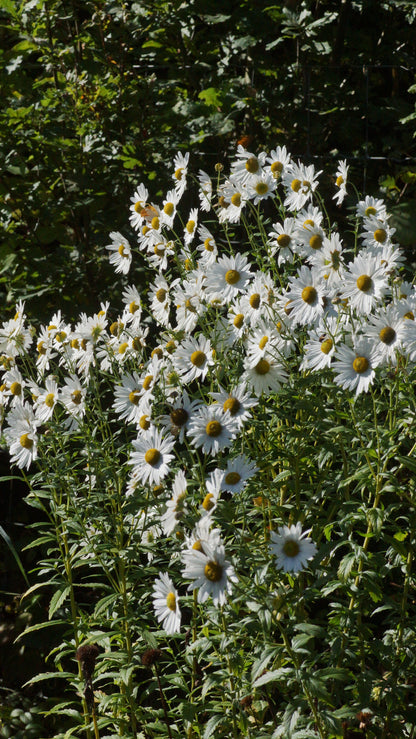 Leucanthemella serotina - Herbstmargerite