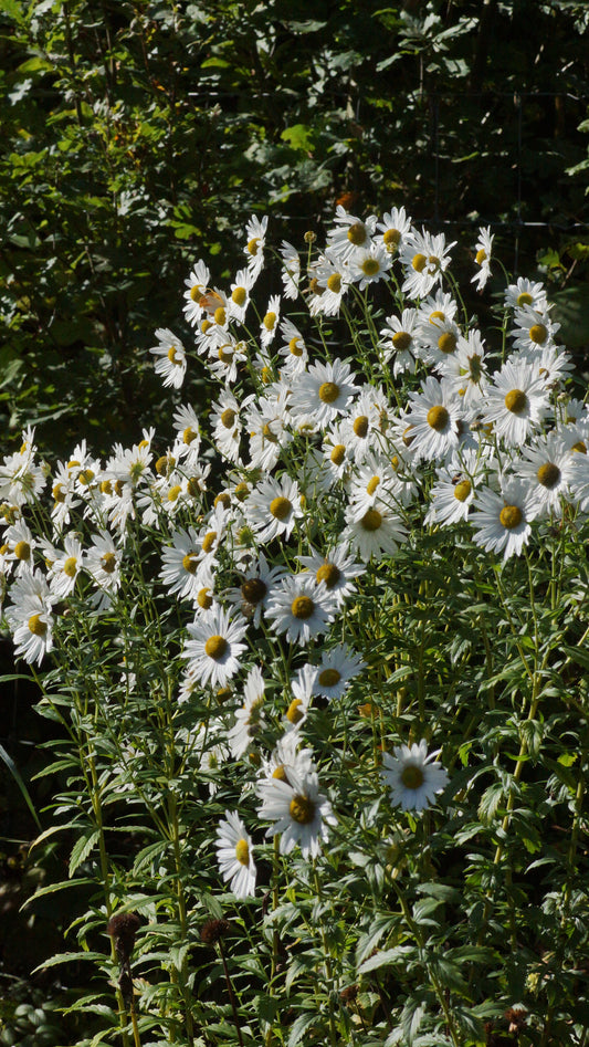 Leucanthemella serotina - Herbstmargerite