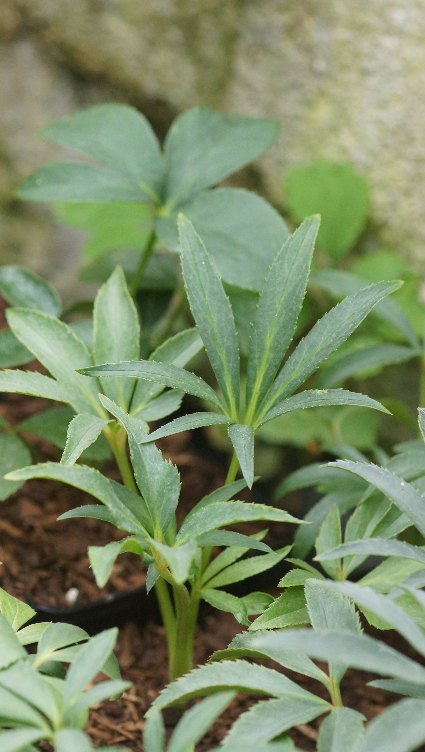Helleborus foetidus - Stinkende Nieswurz