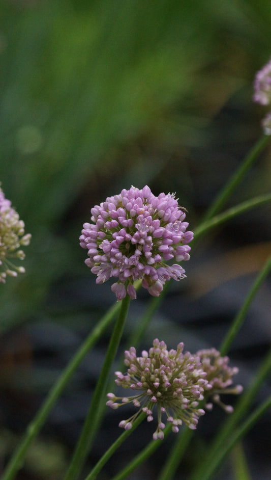 Allium senescens 'Pink Planet' - Berg-Lauch