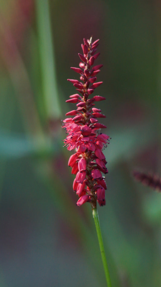 Persicaria amplexicaulis 'Blackfield' - Kerzenknötrich