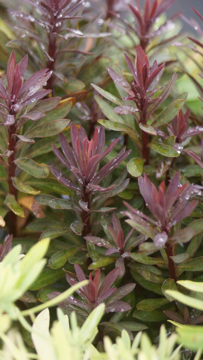 Euphorbia amygdaloides x martinii 'Blackbird' - Garten-Wolfsmilch
