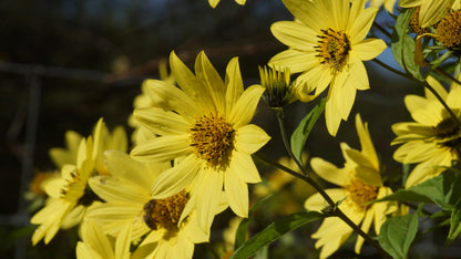 Helianthus microcephalus 'Lemon Queen' - Stauden-Sonnenblume