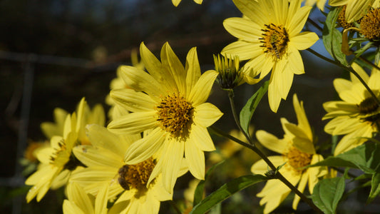 Helianthus microcephalus 'Lemon Queen' - Stauden-Sonnenblume