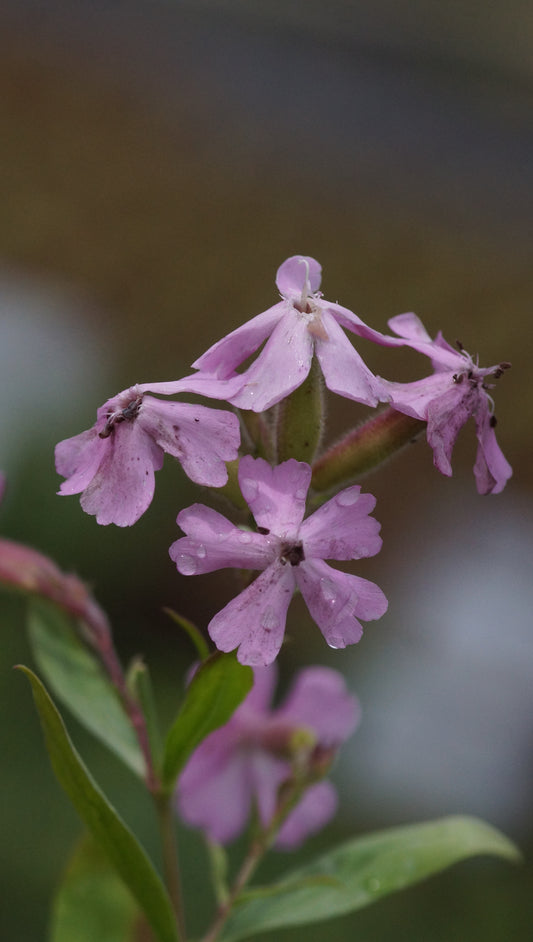 Saponaria x lempergii 'Max Frei' - Sommer-Seifenkraut