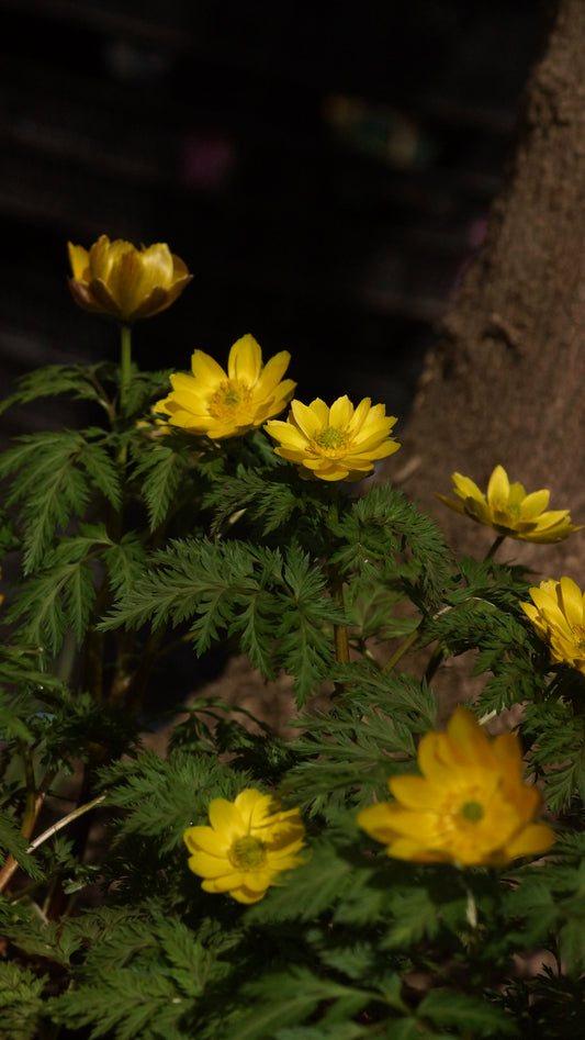 Adonis amurensis - Amur-Adonisröschen