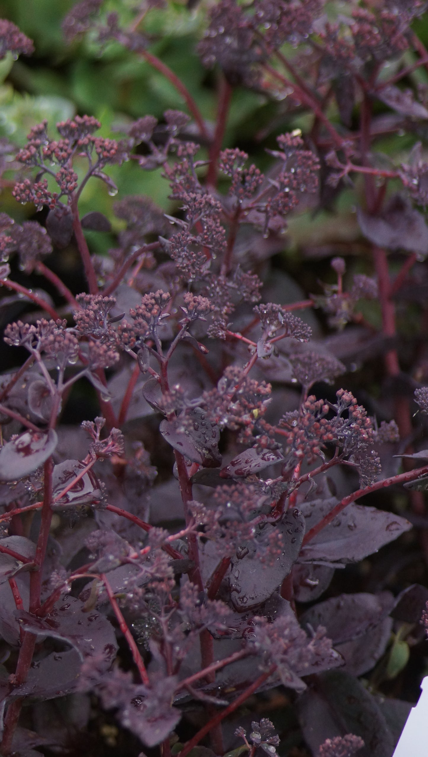 Sedum telephium 'Purple Emperor' - Hohe Fetthenne