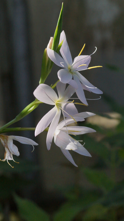 Schizostylis coccinea 'Alba' (Syn. Hesperantha c. 'Alba') - Weisser Sumpfspaltgriffel
