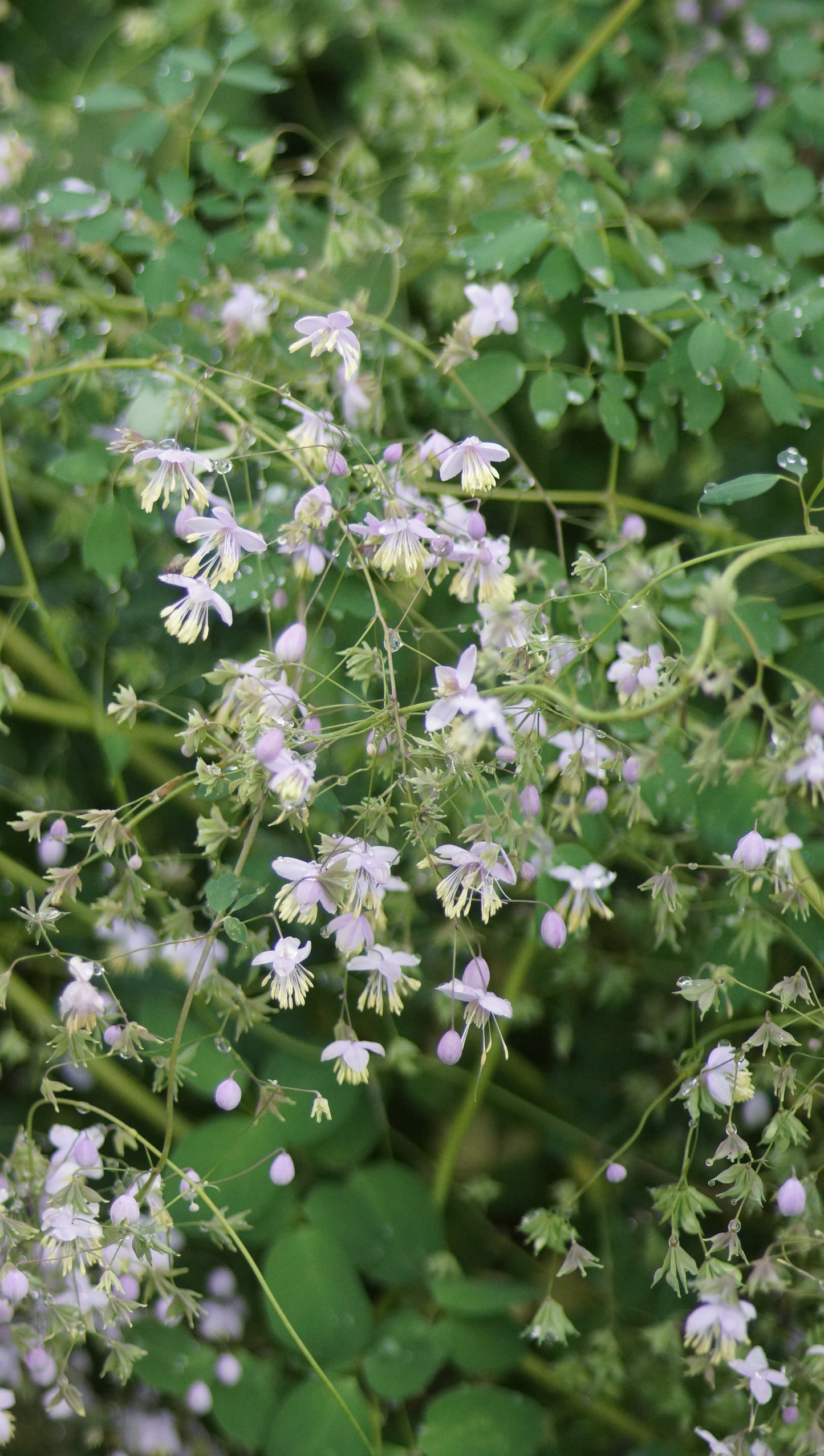 Thalictrum delavayi - Chinesische Wiesenraute