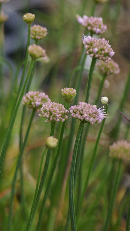 Allium senescens 'Lisa Green' - Berg-Lauch