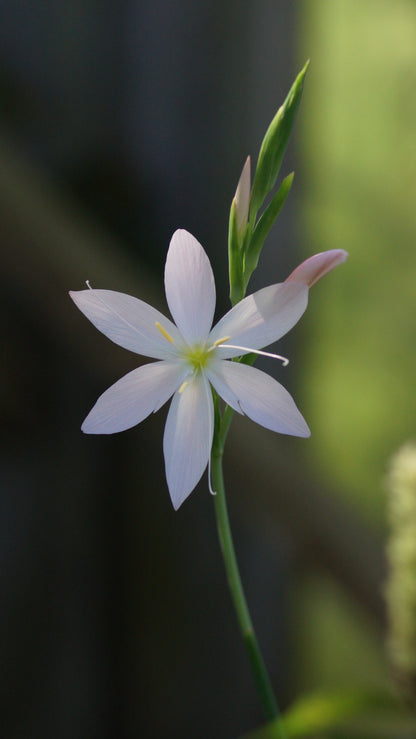 Schizostylis coccinea 'Alba' (Syn. Hesperantha c. 'Alba') - Weisser Sumpfspaltgriffel