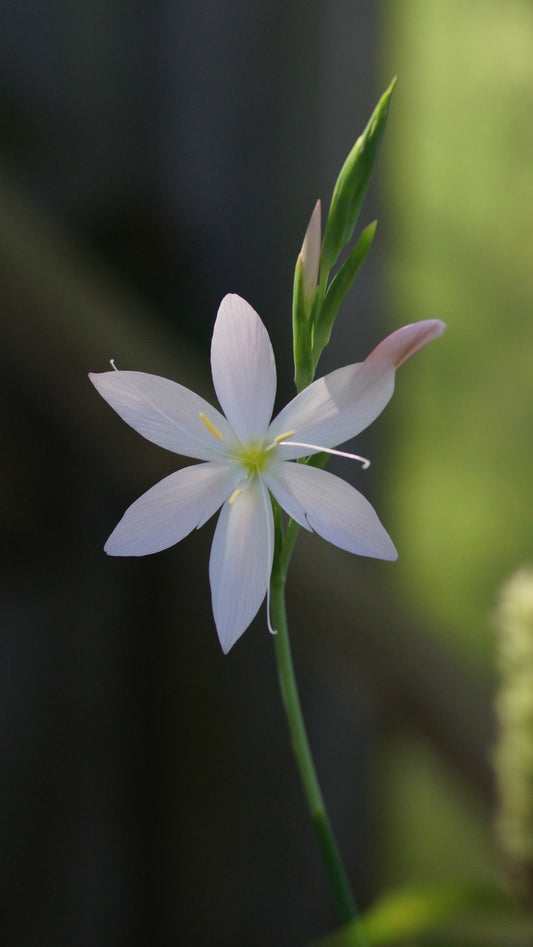 Schizostylis coccinea 'Alba' (Syn. Hesperantha c. 'Alba') - Weisser Sumpfspaltgriffel