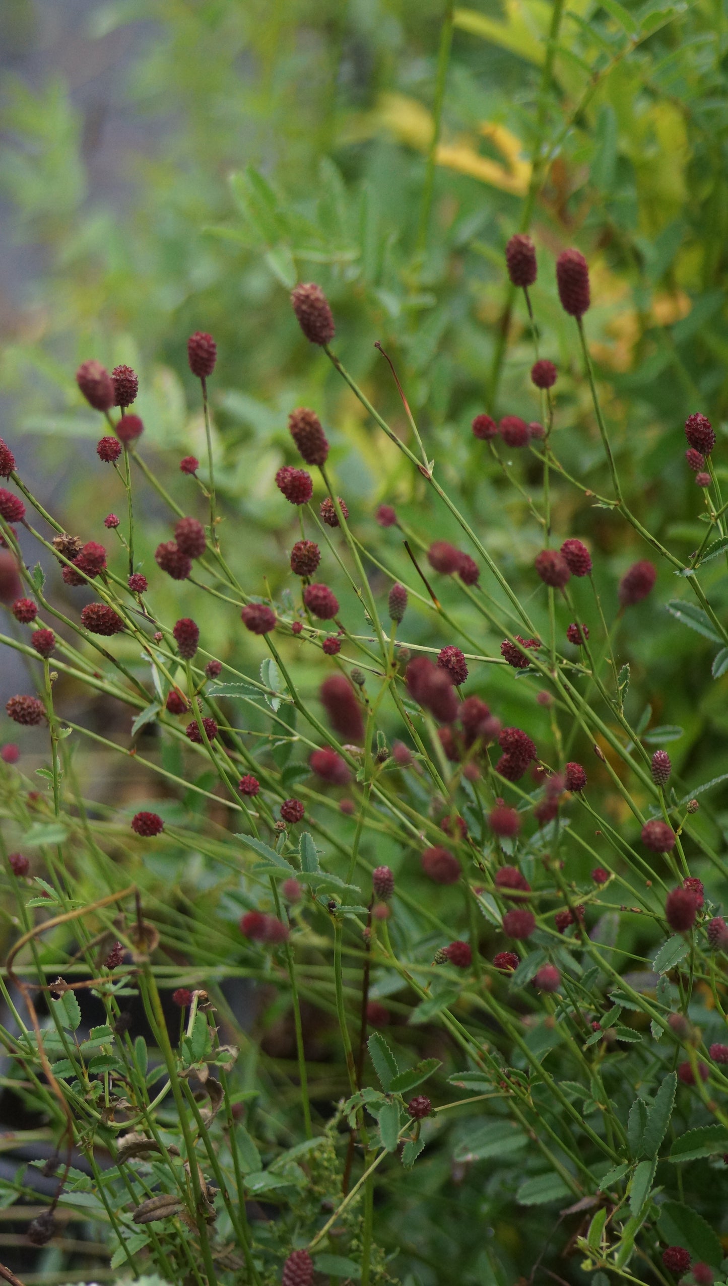 Sanguisorba officinalis 'Tanna' - Grosser Wiesenknopf
