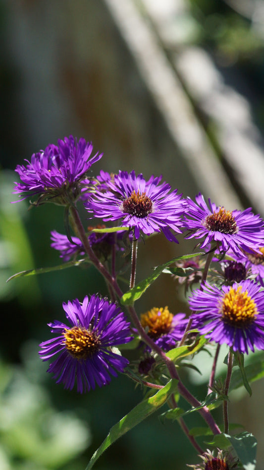 Aster novae-angliae 'Violetta' - Raublatt-Aster