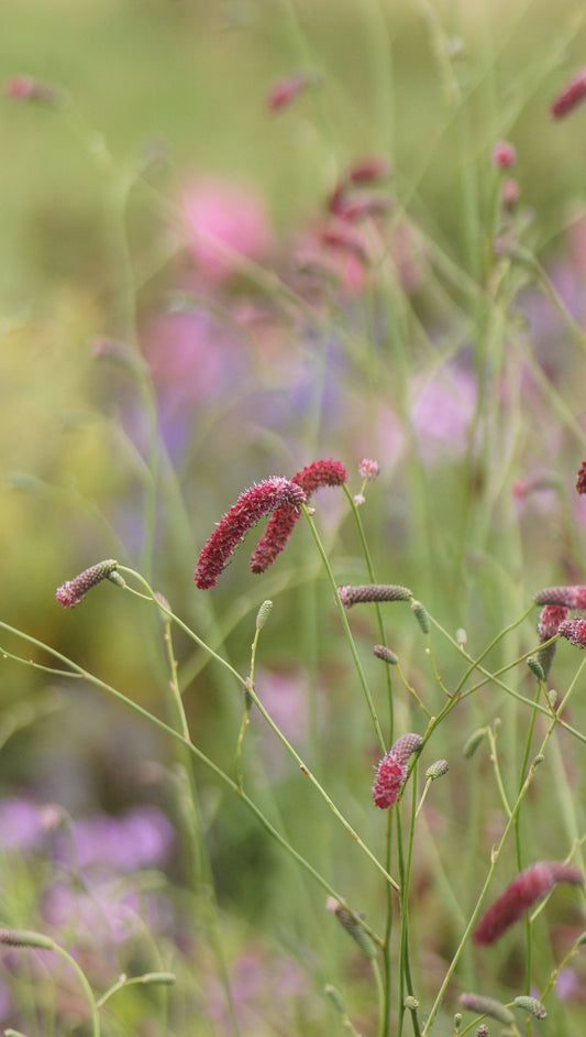 Sanguisorba officinalis x tenuifolia 'Scapino' - Hoher Wiesenknopf